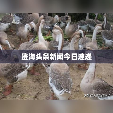 澄海头条新闻今日速递
