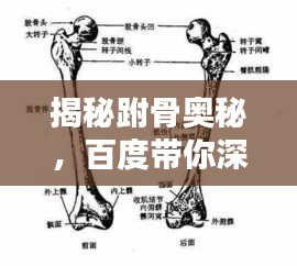 揭秘跗骨奥秘，百度带你深入了解人体骨骼结构！