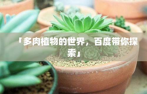 「多肉植物的世界，百度带你探索」