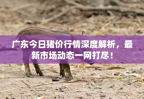 广东今日猪价行情深度解析，最新市场动态一网打尽！