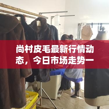 尚村皮毛最新行情动态，今日市场走势一网打尽！