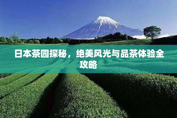 日本茶园探秘，绝美风光与品茶体验全攻略
