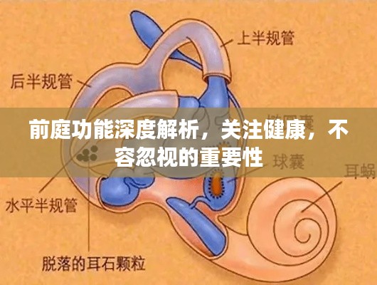 前庭功能深度解析，关注健康，不容忽视的重要性