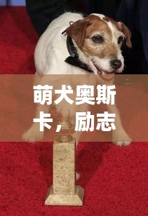 萌犬奥斯卡，励志语录与温情瞬间，感动每一刻