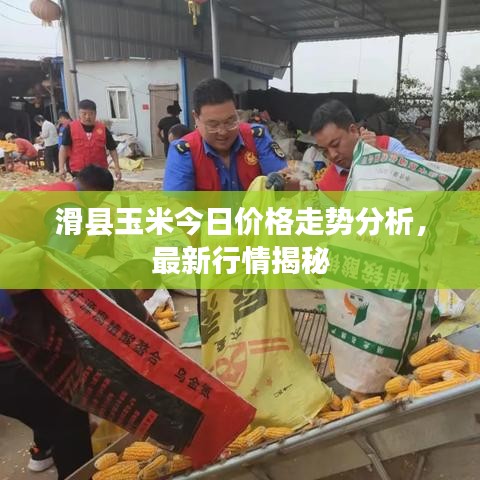 滑县玉米今日价格走势分析，最新行情揭秘