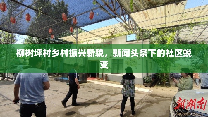 柳树坪村乡村振兴新貌，新闻头条下的社区蜕变