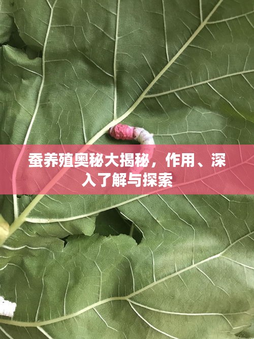 蚕养殖奥秘大揭秘，作用、深入了解与探索