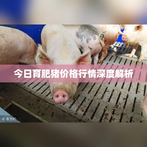 今日育肥猪价格行情深度解析