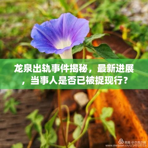 龙泉出轨事件揭秘，最新进展，当事人是否已被捉现行？