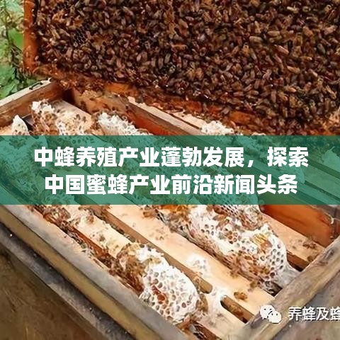 中蜂养殖产业蓬勃发展，探索中国蜜蜂产业前沿新闻头条