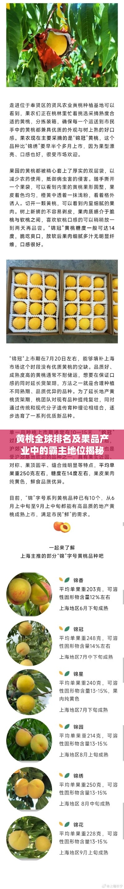 黄桃全球排名及果品产业中的霸主地位揭秘
