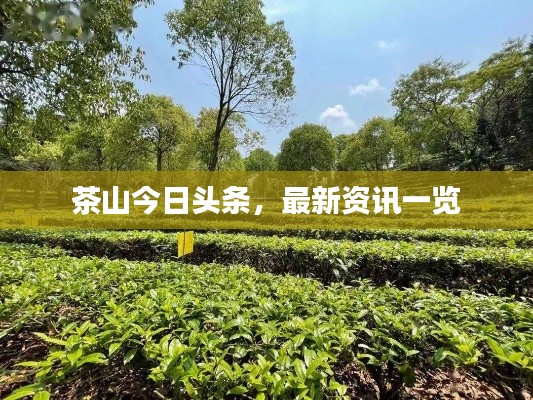 茶山今日头条，最新资讯一览