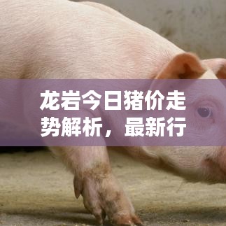 龙岩今日猪价走势解析，最新行情分析！