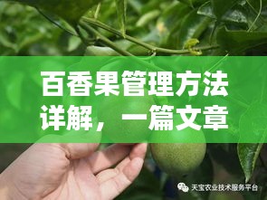 百香果管理方法详解，一篇文章带你轻松掌握！