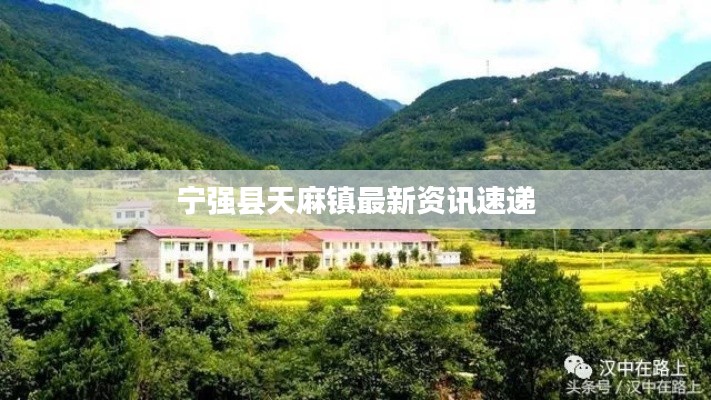 宁强县天麻镇最新资讯速递
