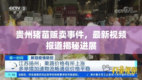 贵州猪苗贩卖事件，最新视频报道揭秘进展