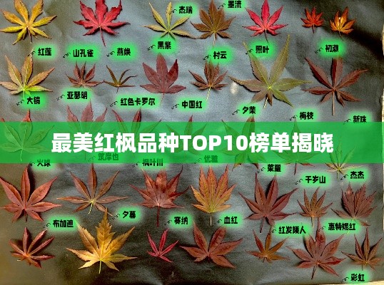 最美红枫品种TOP10榜单揭晓