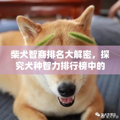 柴犬智商排名大解密，探究犬种智力排行榜中的柴犬位置