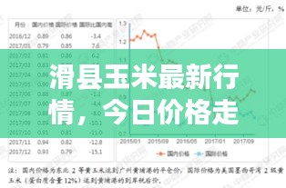 滑县玉米最新行情，今日价格走势分析