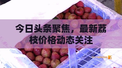 今日头条聚焦，最新荔枝价格动态关注